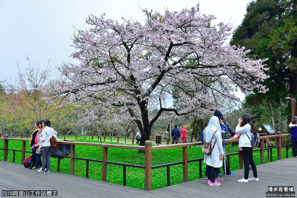 阿里山櫻王進入滿開期。(圖片提供／漫步在雲端的阿里山黃源明)