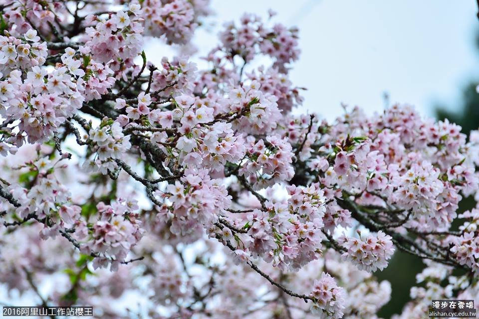 朵朵粉嫩的吉野櫻綻放。(圖片提供／漫步在雲端的阿里山黃源明)