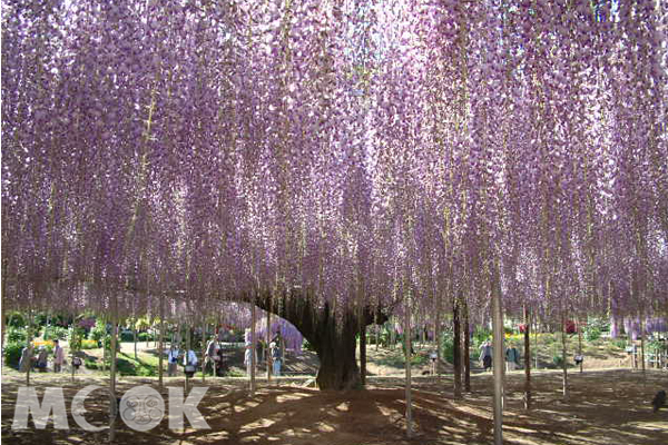 足利花公園於4月16起舉行「紫藤花物語－大藤祭」活動。（圖片提供／足利花公園）