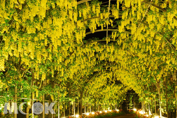 夜間打上燈光的黃花藤隧道。（圖片提供／足利花公園）