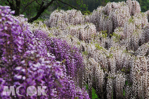 層層疊疊的藤花如瀑布般流洩。（圖片提供／足利花公園）