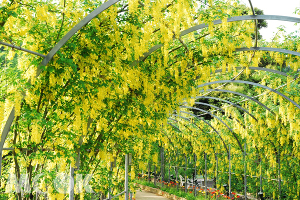 顏色鮮豔亮眼的黃花藤。（圖片提供／足利花公園）