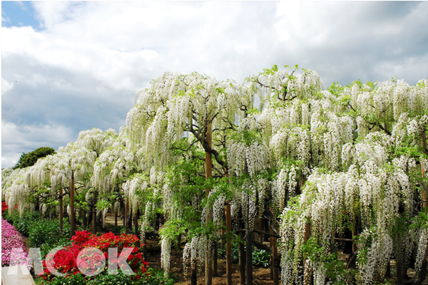 大藤祭期間，能夠一次感受各種藤花的魅力。（圖片提供／足利花公園）