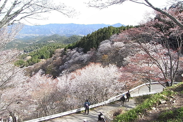 奈良吉野山被譽為是日本最美麗的賞櫻景點。（圖片來源／find-travel）