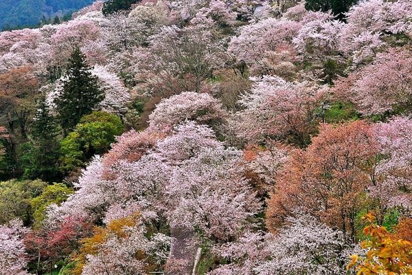 粉嫩的櫻花樹叢叢綻放從高空俯瞰感覺相當可愛。（圖片來源／youtube）