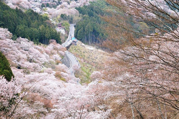 盛開的櫻花像是掉落山林間一條粉嫩柔軟的毯子。（圖片來源／webry.info）