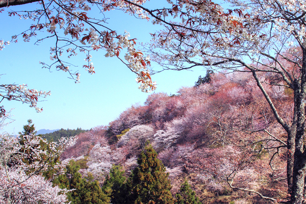 每到四月份是前往吉野山旅行的最好時候。（圖片來源／hounoya）