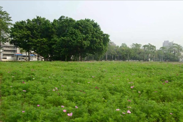 台中市復興路三段閒置空地變身為美麗花海。(圖片來源／台中市長林佳龍)