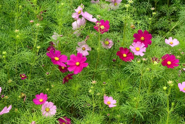 波斯菊花海。(圖片來源／台中市長林佳龍)