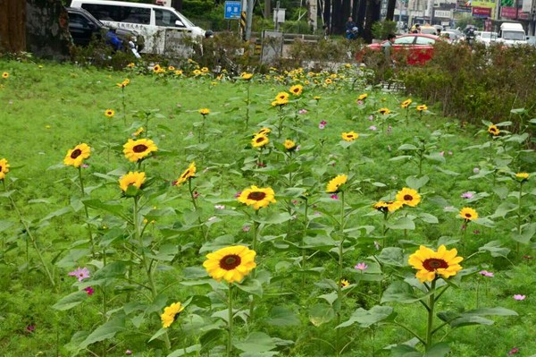 向日葵花海。(圖片來源／台中市長林佳龍)