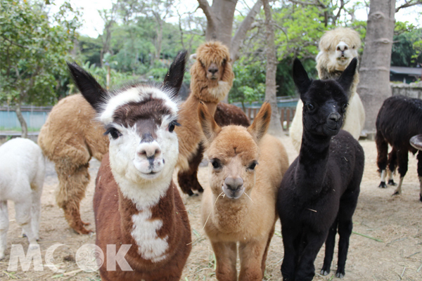 咖啡(左)、榛果(中)、巧克力(右)是壽山動物園羊駝家族新成員，頭好壯壯的可愛模樣超療癒。（圖片提供／高雄觀光局）