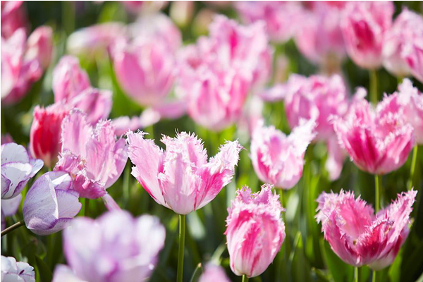 豪斯登堡鬱金香花季有約700個品種，常可以發現意想不到的鬱金香。(圖片來源／豪斯登堡 HUIS TEN BOSCH)