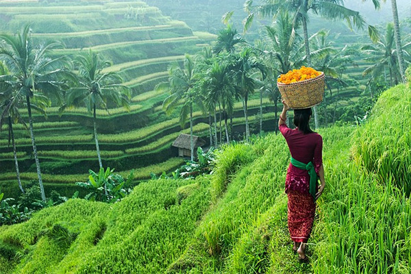 印尼峇里島烏布（Ubud）。（圖片來源／indonesia-tourism）