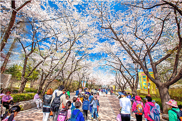 在櫻花爛漫的首爾兒童大公園賞花的遊客。（圖片來源／韓國觀光公社）