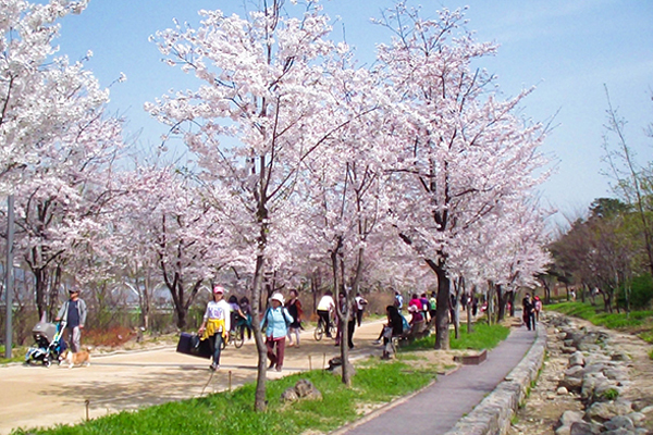 首爾林內沿路都開滿了櫻花。（圖片來源／韓國觀光公社）