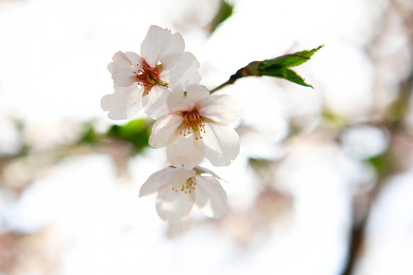 在通仁市場附近的路上可盡情欣賞櫻花。（圖片來源／韓國觀光公社）