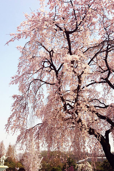 枝垂櫻，滿開時景色就像是「櫻花瀑布」。（圖片來源／韓國觀光公社）