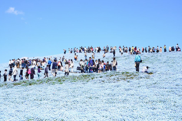 琉璃唐草成為藍紫色花海，遊客站立在步道上彷彿在海上漂浮。（圖片來源／國營ひたち海浜公園）