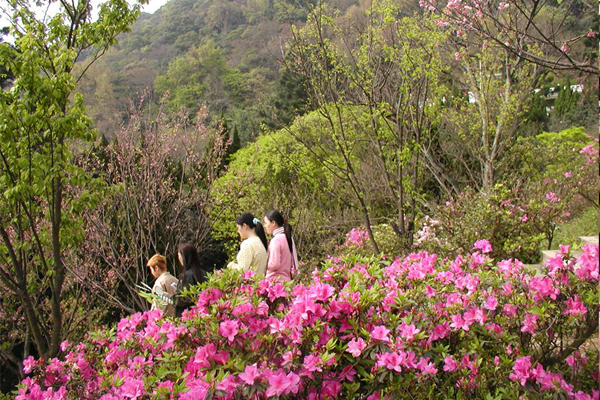 陽明公園花開燦爛。（圖片來源／台北旅遊網）