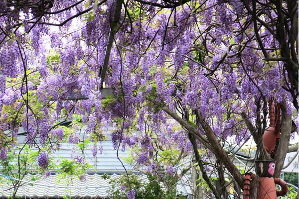 每年3至4月份紫藤花季，台北花卉村總洋溢著藍紫色的浪漫氛圍。（圖片來源／台北花卉村）