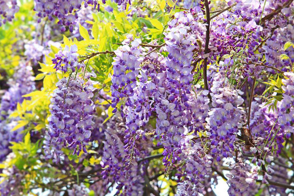 園內紫藤花開滿棚架。（圖片來源／台北花卉村）