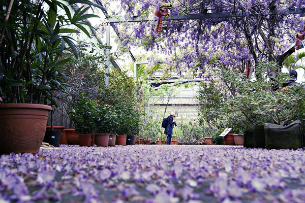 紫藤花落滿地，鋪成了美麗的藍紫色花毯。（圖片來源／台北花卉村）