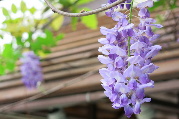 紫藤花綻放，洋溢春天的美好氣息。（圖片來源／台北花卉村）