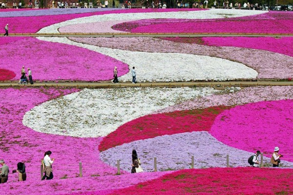 羊山公園粉紅花地毯般的芝櫻，是秩父人氣賞花景點。(圖片來源／秩父観光)