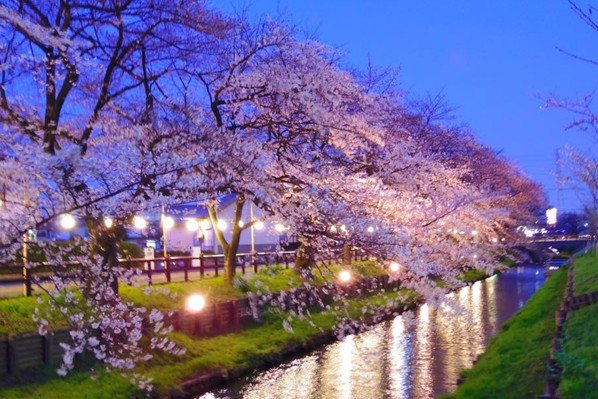 川越冰川神社櫻花季，入夜前的美景。(圖片來源／川越氷川神社)