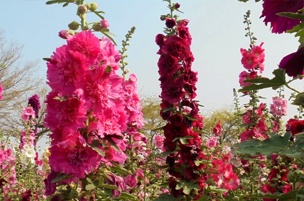 學甲蜀葵花田。（圖片來源／彩虹花田~蜀葵局）