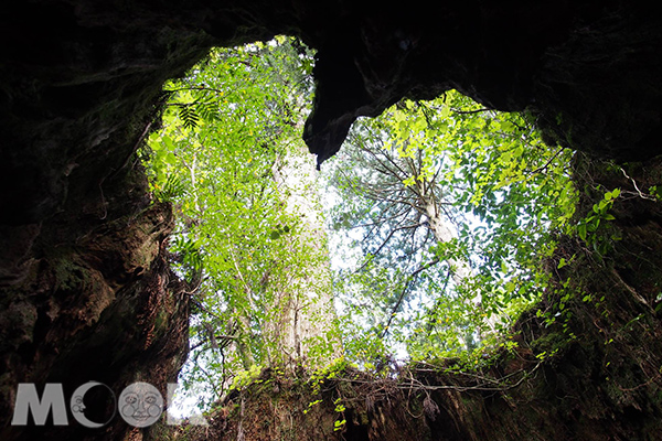 威爾森之樹是巡訪繩文杉之旅中最受歡迎的景點。（圖片提供／樂天旅遊）