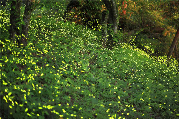 四月至六月是新北市最適合欣賞螢火蟲的季節。（圖片來源／新北市農業局）