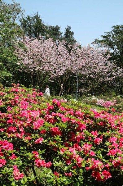 櫻花盛開時與杜鵑相映紅。(圖片來源／陽明山花季)