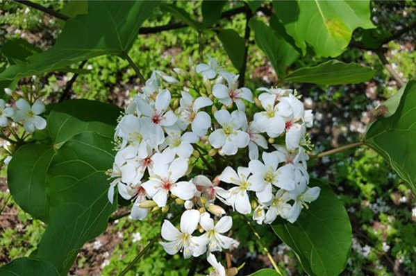 每年四月中到五月上旬是賞桐花的好時節。(圖片來源／客家桐花祭)
