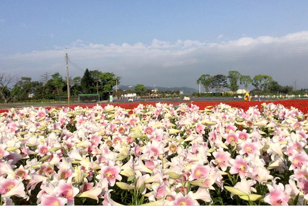 美麗的百合花花海。(圖片來源／中社觀光花市)