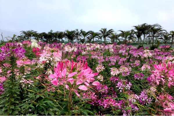 醉蝶花。(圖片來源／中社觀光花市)