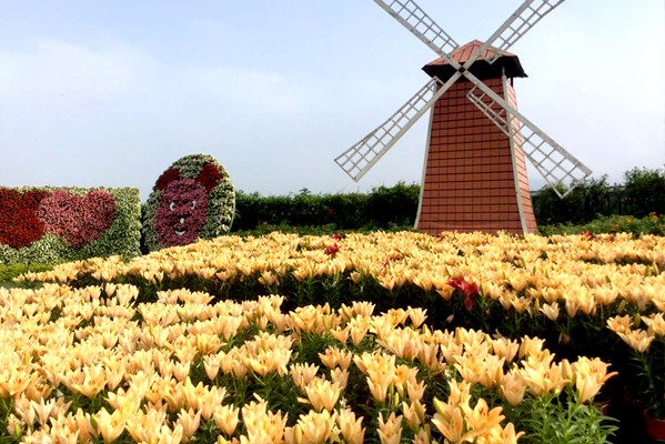 百合花花海搭配造景，浪漫繽紛。(圖片來源／中社觀光花市)