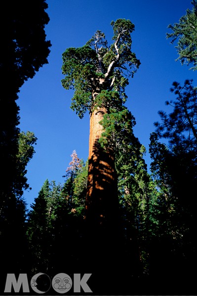 國王峽谷國家公園有北美特殊海岸杉木植物生態，森林峽谷地形。(攝影、圖片提供／郭育任)