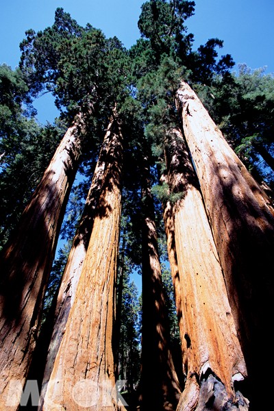 美洲水杉國家公園裡有世界上體積最大的樹種。(攝影、圖片提供／郭育任)