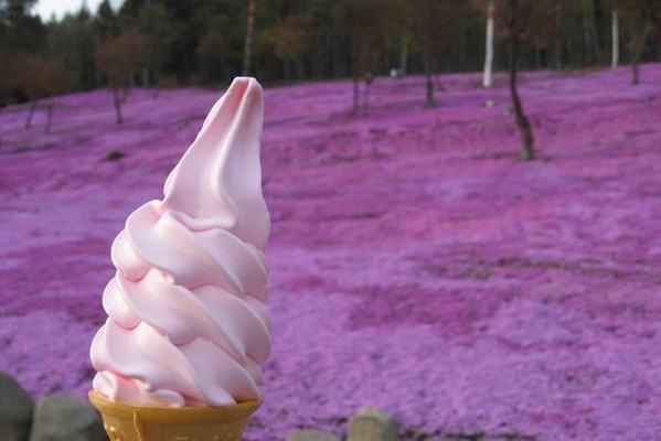 賞芝櫻也要來支芝櫻冰淇淋。(圖片來源／東藻琴芝櫻公園)