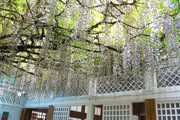 阿里山國家森林遊樂區紫藤花期為4月底至5月，現在賞花正是時候！