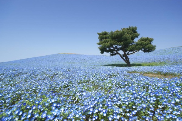 海濱公園粉蝶花海美景在日本有超高人氣。（照片來源／茨城機場）