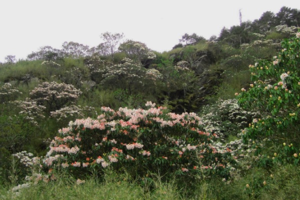 杜鵑花盛開，粉紅、桃紅跟白色，朵朵嬌嫩美不勝收。（圖片來源／東勢林區管理處）