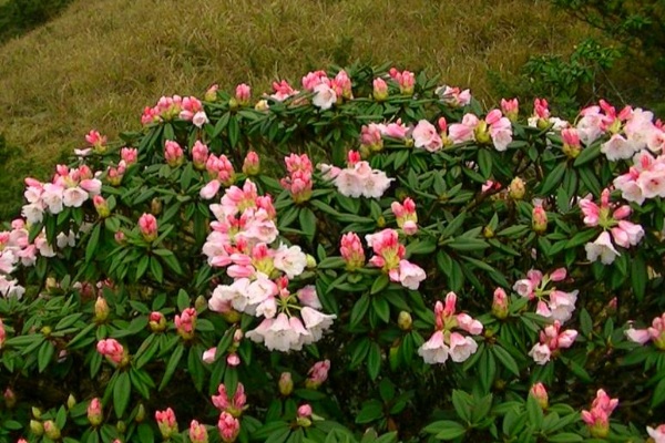 合歡東杜鵑花盛開。（圖片來源／太魯閣國家公園）