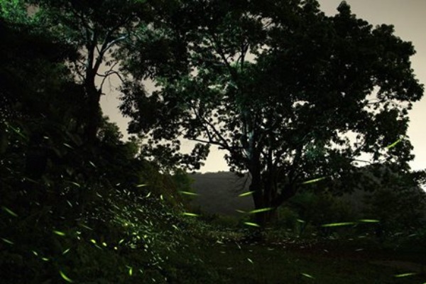 夜後能見到螢火蟲漫天飛舞的美景。（圖片來源／沐心泉休閒農場）