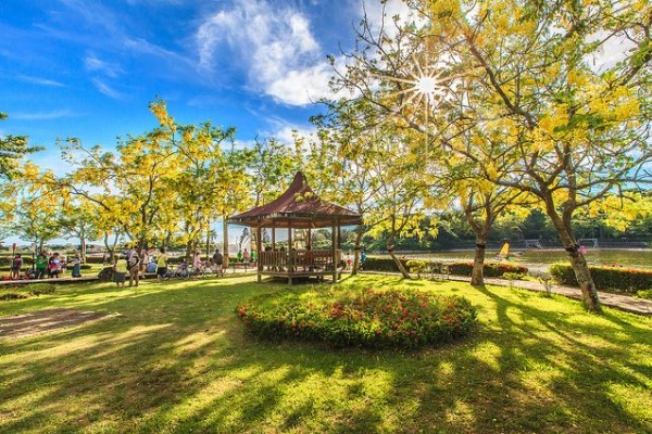 阿勃勒黃花明艷幽雅，微風吹動時，浪漫景象彷彿下一場黃金雨。（圖片來源／台南市政府）