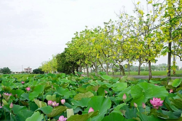 一旁還有阿勃勒可以賞花。（圖片來源／白河蓮花季）