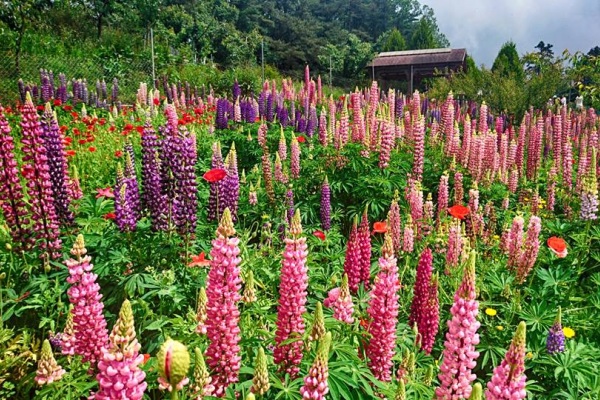 福壽山農場魯冰花盛開。（圖片來源／福壽山農場）