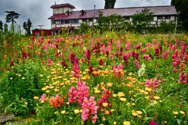 各種花卉爭豔景色動人。（圖片來源／福壽山農場）