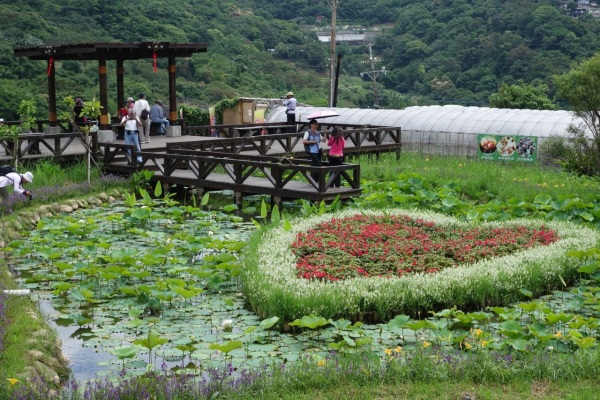 夏天池中會開滿荷花。（圖片來源／台北市政府工務局）